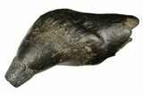 Fossil Sperm Whale (Scaldicetus) Tooth - South Carolina #176146-1